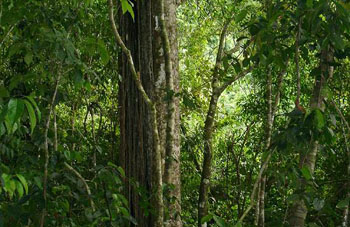 Boa Constrictor Habitat Costa Rica