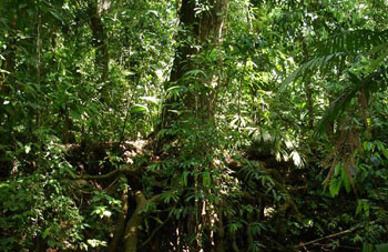 Boa Constrictor Habitat Costa Rica