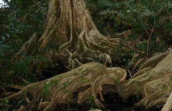 Boa Constrictor Habitat Costa Rica