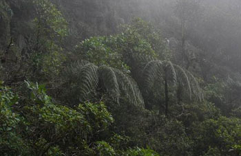 Boa Constrictor Habitat Costa Rica