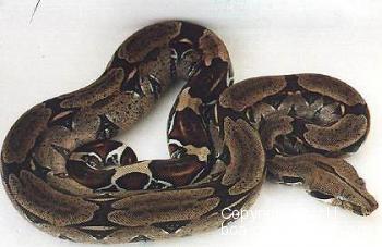 Trinidad Rotschwanz Boa - Boa c. constrictor Trinidad